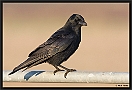 Zwarte Kraai, Carrion Crow, Corvus corone Location: Wierden, the Netherlands zwarte kraai MG 9888 kopie